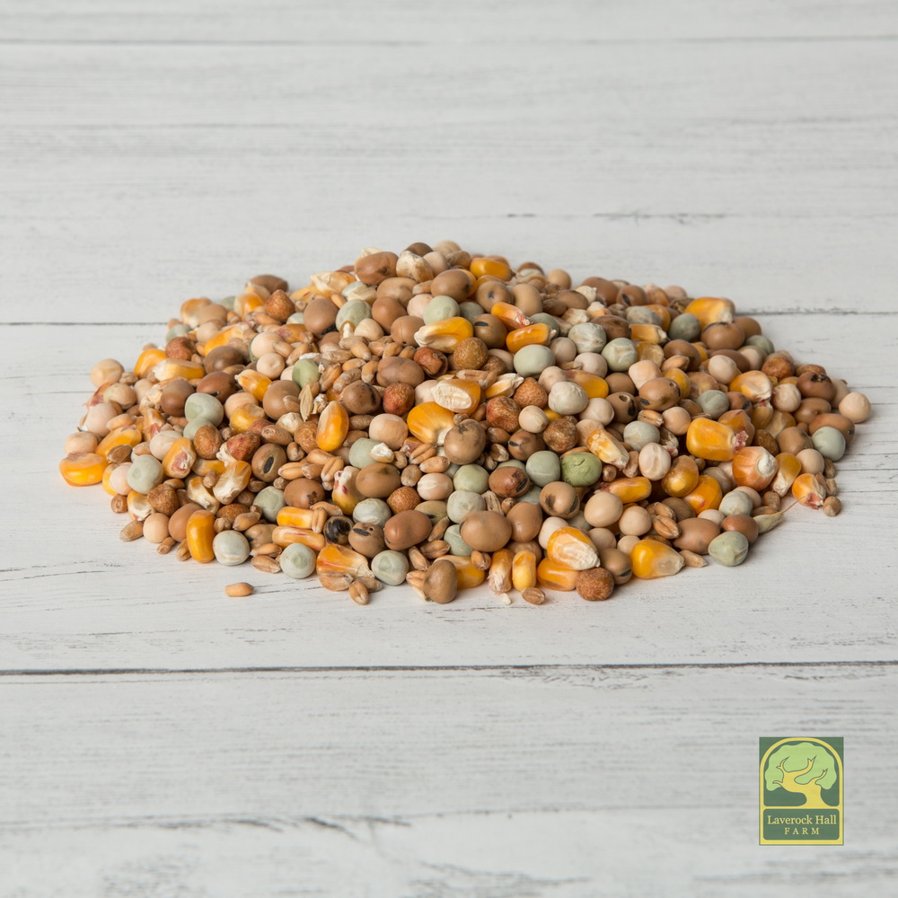 Laverock Bird food - Dazzler-1